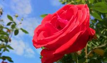 高一想象作文：假如有来生_1200字