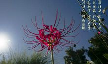 曼陀罗的记忆_200字