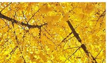 秋天的声音_50字