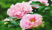 樱花遗落（2）_200字