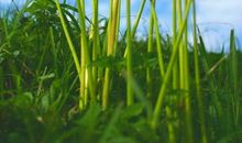 回首千年，奈何桥！_350字