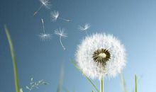 高二想象作文：蒲公英宝宝漂流记_700字