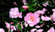 美丽的花园_200字