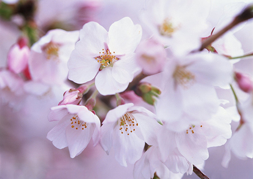 桃花_250字