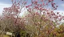 温暖的春天来了_350字