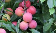 美丽的音寨_600字