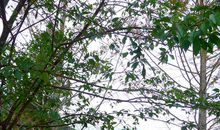 美丽的小木屋_200字