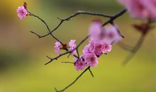 多彩的春天_400字