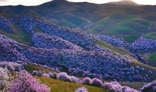 家乡的春天惹人醉_550字