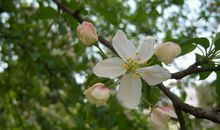 校园的春天_800字