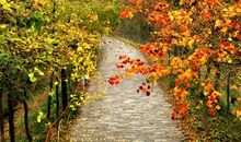 秋天的图画_900字