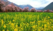 美丽的春景_400字