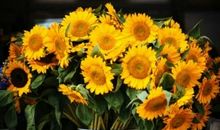 爱的太阳花_550字