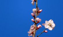 寻找春天的美_450字