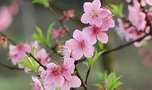 春天里的桃花_300字