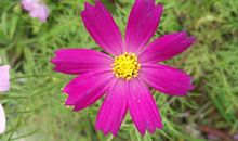 光彩夺目的春天_250字