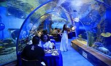 奇妙之旅-海洋公园_1000字