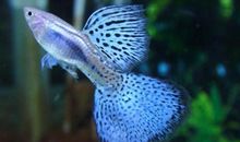 初一状物作文：美丽的鱼儿_650字