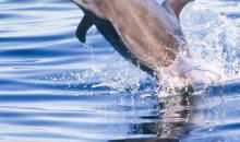 十夏。九黎。【四】_1200字