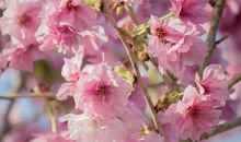 美丽的樱花_300字