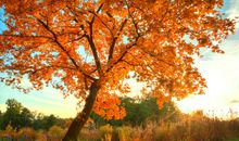 美丽的秋天_750字