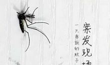 蚊子我想对你说_250字