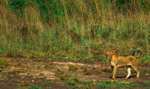 【微作文】动物园里的狮子家族_200字