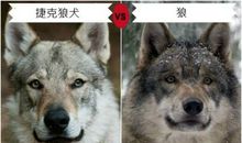 狼种的狼王·寄托的希望（二）_800字