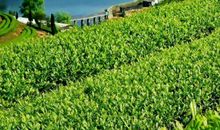 【微作文】柑桔之乡_100字