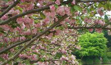 雪是天使们笑出的泪花儿_100字