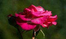 紫玫瑰花绽放（一）_300字