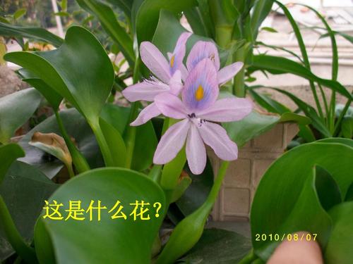 抗病侵犯_3000字