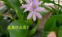 抵抗病魔入侵记_3000字