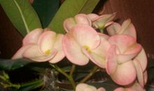 我家的刺梅_350字