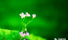 无花开，有心悲（一）_800字