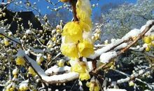 朝暮之花会开放（三）_600字