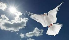 【微作文】鸽子_350字