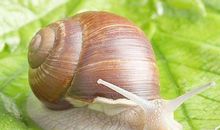 【微作文】有趣的蜗牛_150字