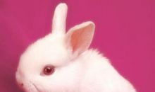 【微作文】小白兔_100字