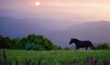 烟的危害_1500字