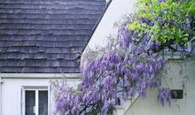 “紫藤花玲”_250字