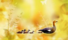 伟大的母爱_150字