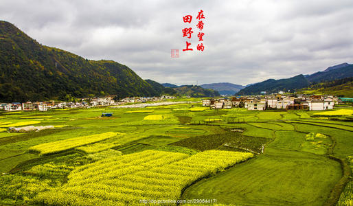 关于希望的旷野_550字