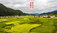 在希望的原野上_550字