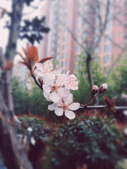 请记住，那年花_350字