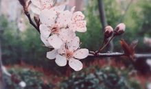 忆，那年花落_350字