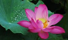 你是盛夏里最美的那首曲子_300字