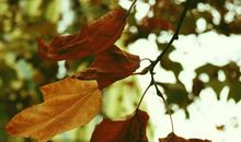 落叶也美丽_500字