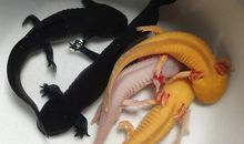 我家有鱼初长成_800字