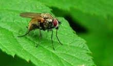 苍蝇的命运_500字